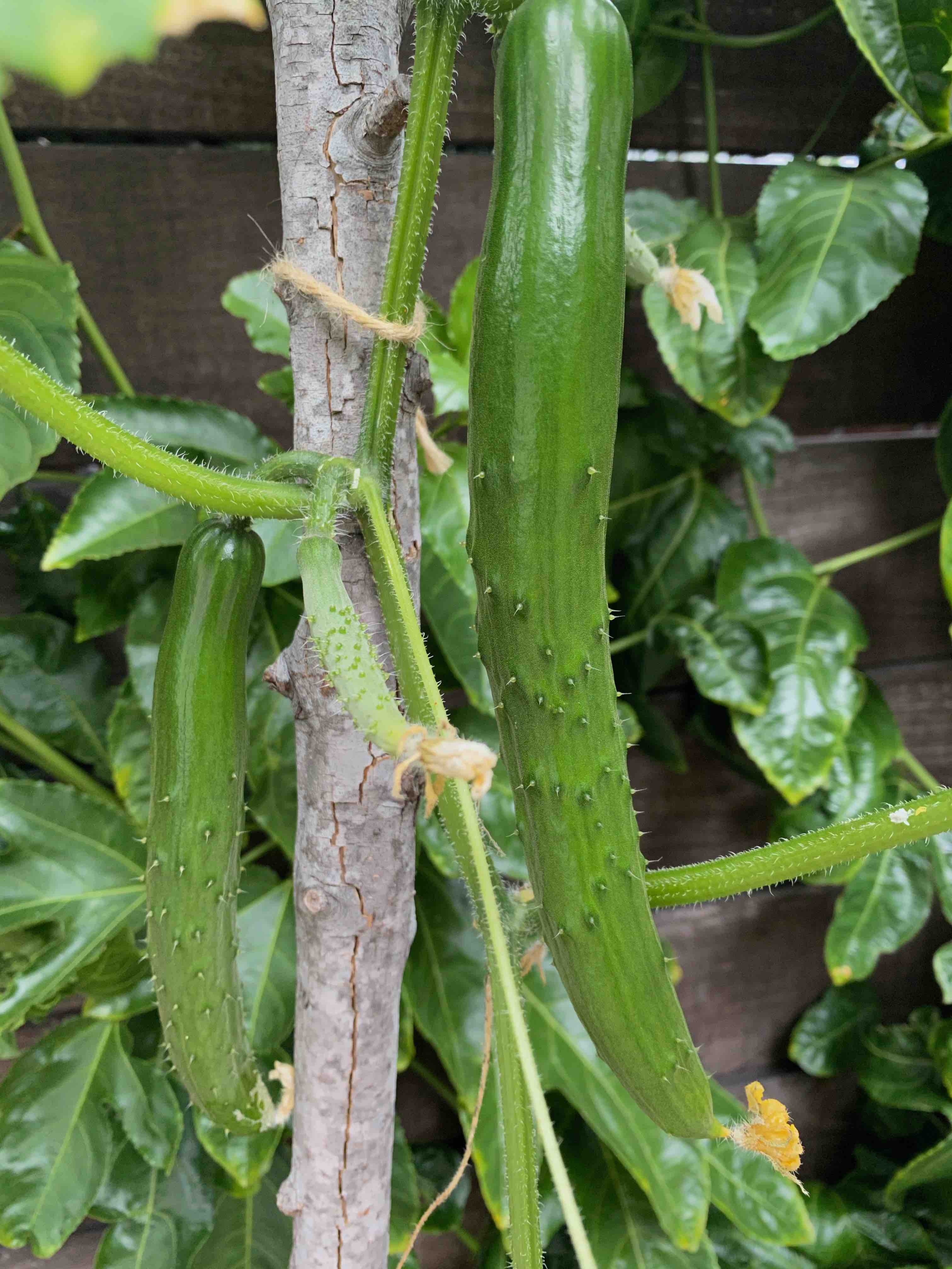 Cucumber vine