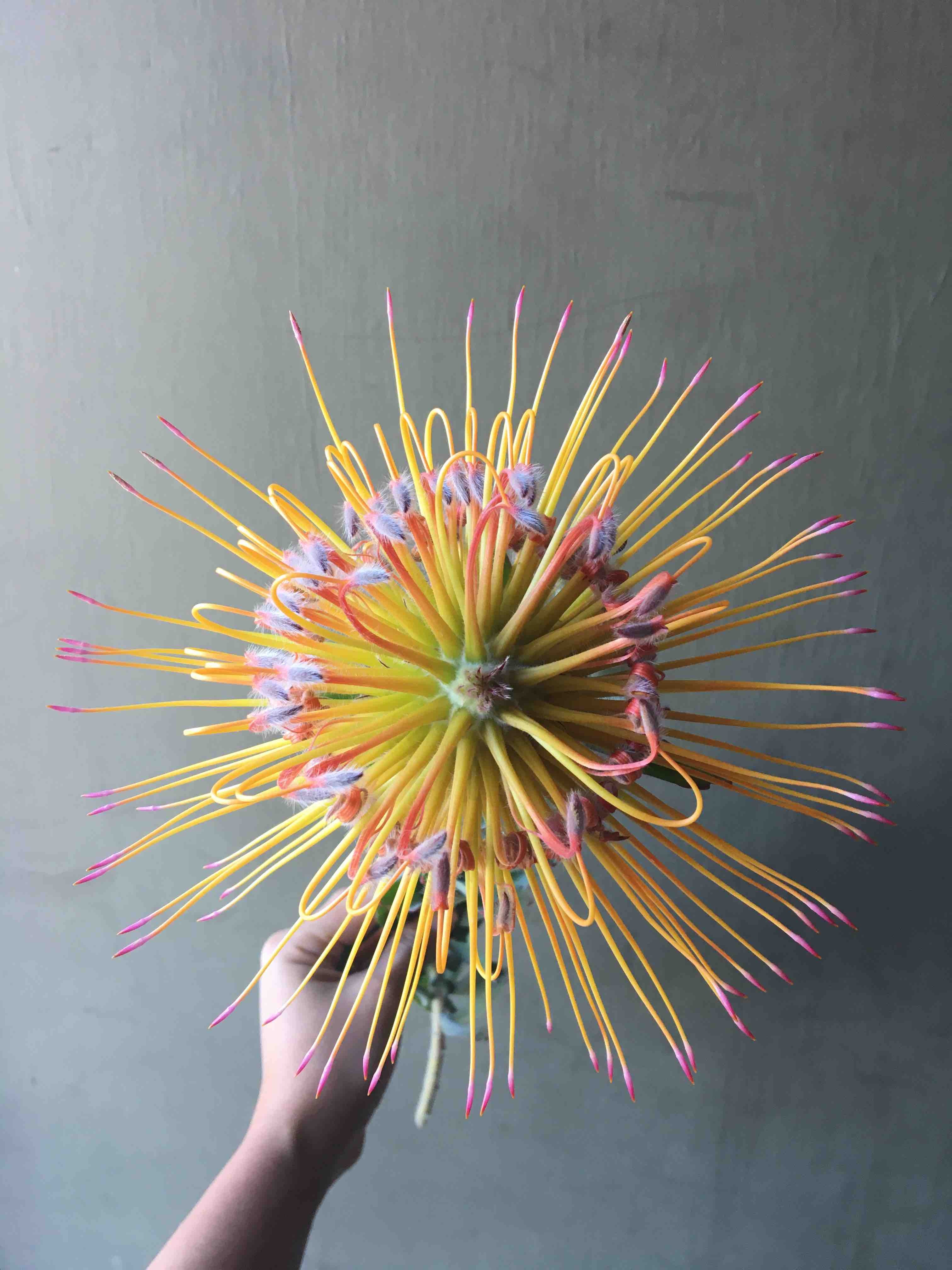 JAM house Krystal flower