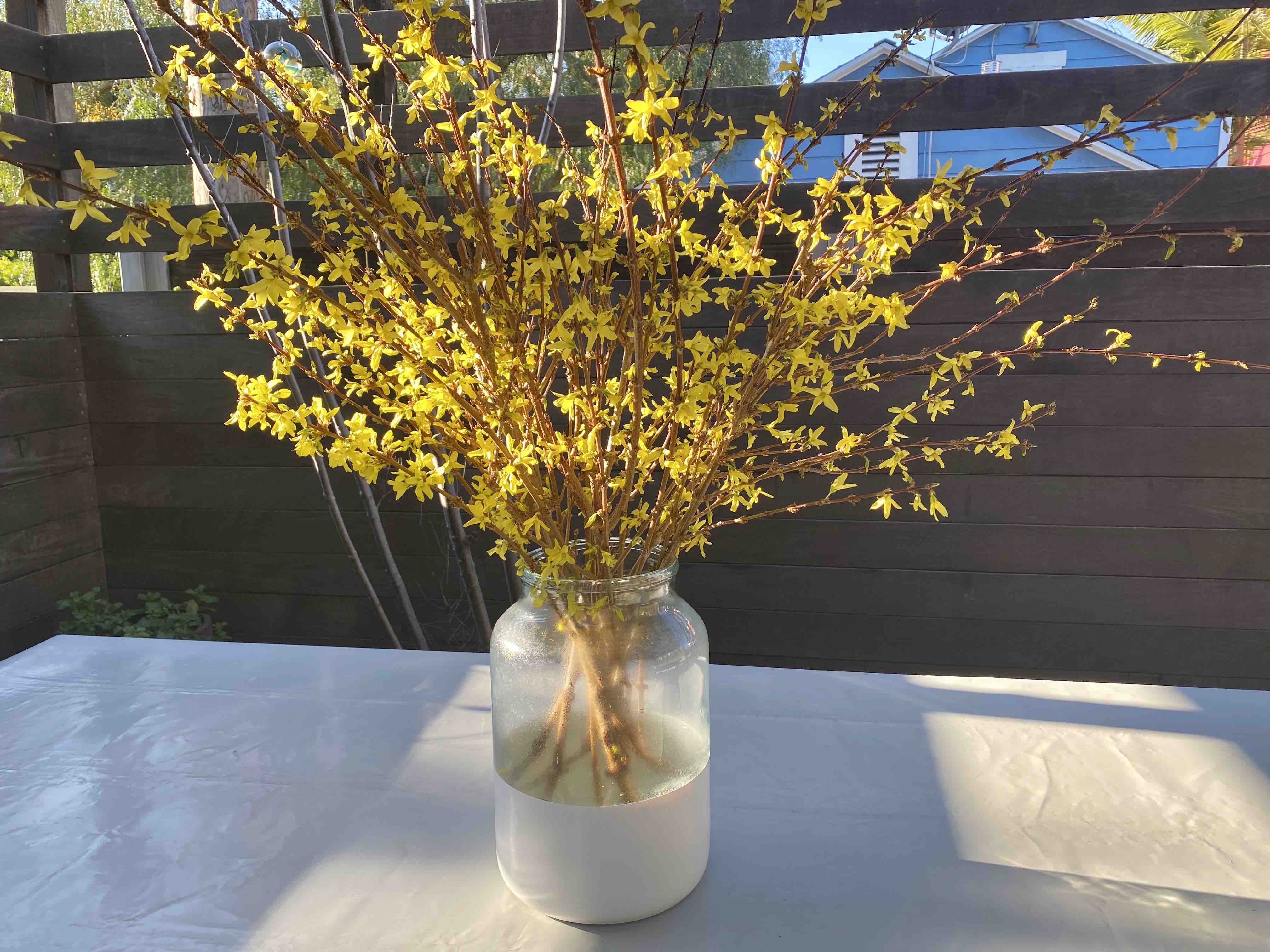 JAM in House forsythia