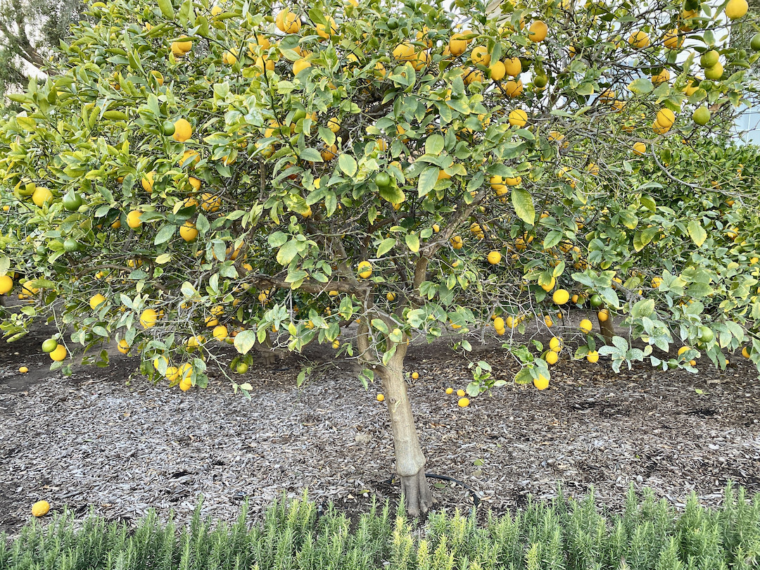Lemon tree
