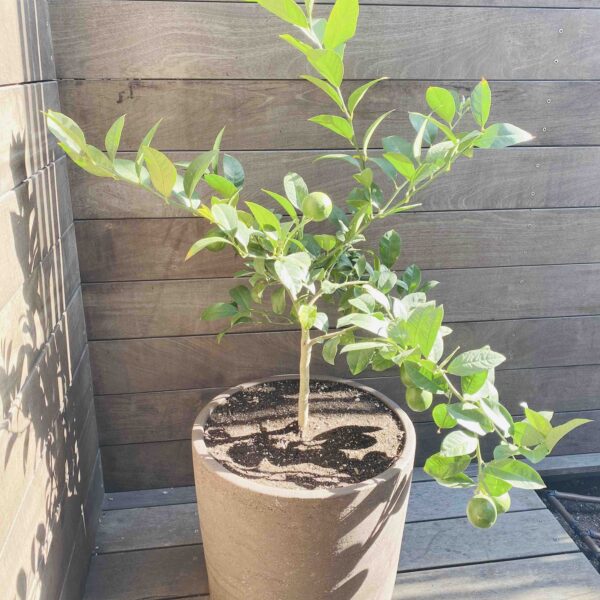 JAM fall lemon tree