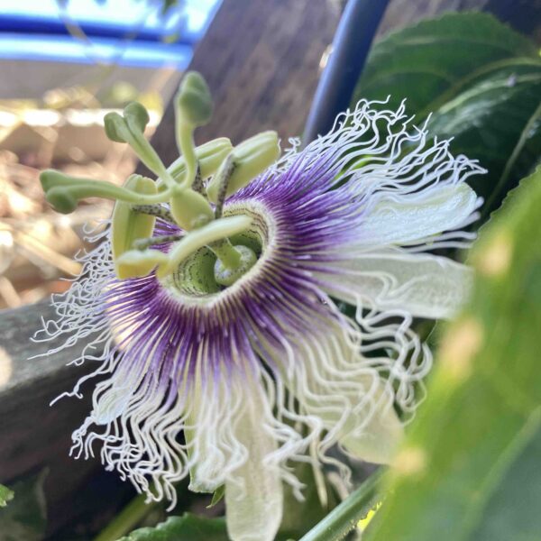 JAM fall quarantine gallery passionfruit flower