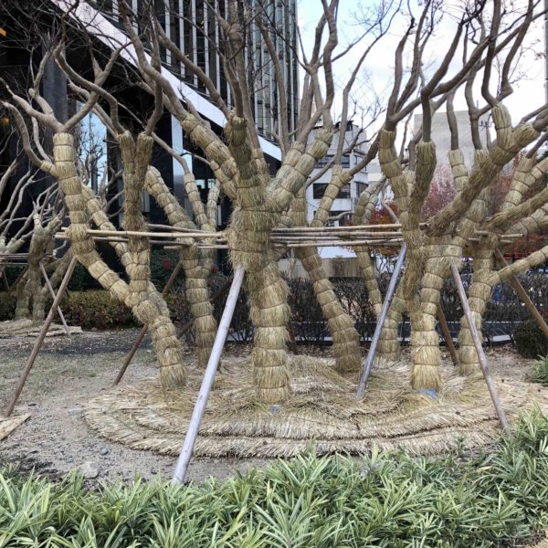 Seoul Tree